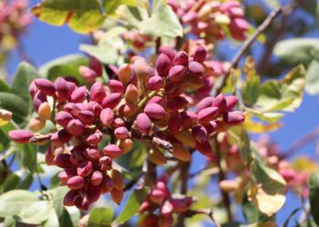 FISTIK VE ZEYTİN ÜRETİCİMİZİN MALİYET DERTLERİ SON BULACAK!