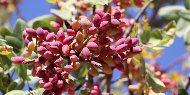 FISTIK VE ZEYTİN ÜRETİCİMİZİN MALİYET DERTLERİ SON BULACAK!