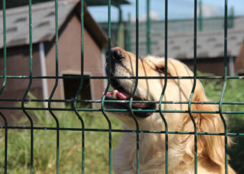 SOKAK HAYVANLARI GAZİANTEP’İN SORUNU OLMAKTAN ÇIKACAK
