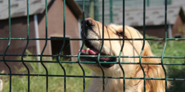 SOKAK HAYVANLARI GAZİANTEP’İN SORUNU OLMAKTAN ÇIKACAK